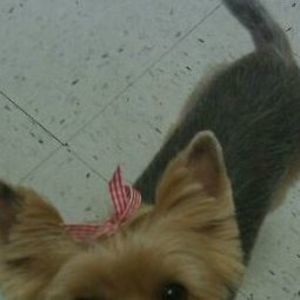 Meet your Posher, Sadie boo